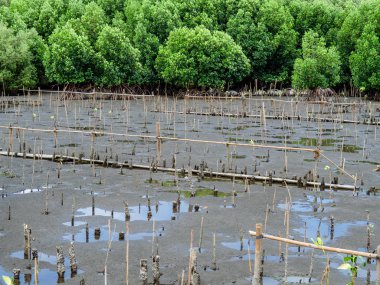 Kıyı erozyonunun etkisini azaltmak ve Tayland, Mangrove orman alanında küresel ısınmayı azaltmak için mangrov ormanları dikimi
