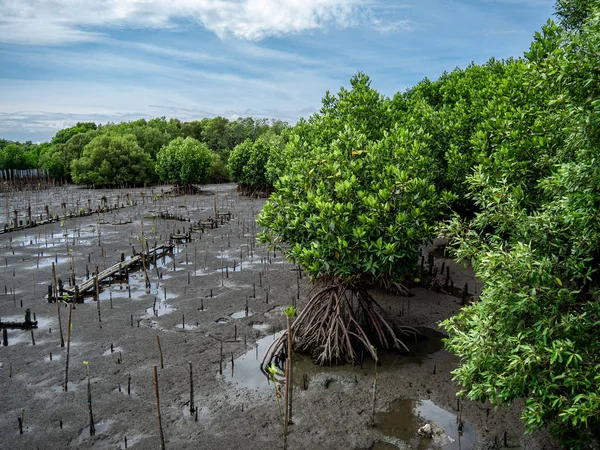 Kıyı erozyonunun etkisini azaltmak ve Tayland, Mangrove orman alanında küresel ısınmayı azaltmak için mangrov ormanları dikimi