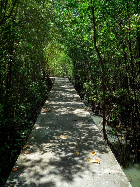 walk way through the mangrove forest stick sea