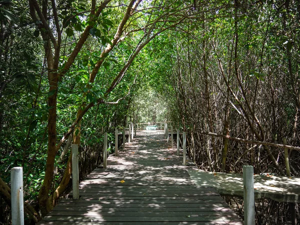 walk way through the mangrove forest stick sea