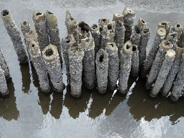 Wave Bescherming Met Bamboe Inzet Het Mangrove Bosgebied Milieubehoud — Stockfoto