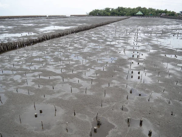 Mangrov orman alanında bambu kazık ile dalga koruma, Çevre koruma