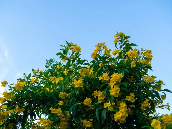 Tecoma stans träd i trädgården, blommar gula Trumpetbush på b — Stockfoto