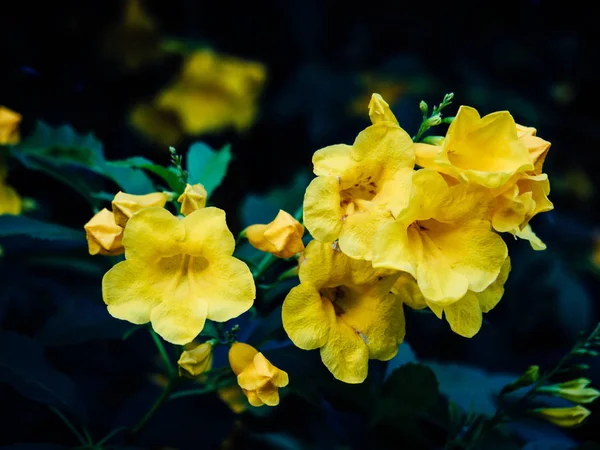 Bahçede Tecoma stans ağacı, B Üzerinde Sarı Trompetçi Çiçekleri