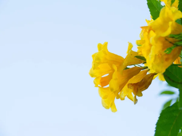 Tecoma stans tree in garden, Blossoms of Yellow Trumpetbush on b — Fotografie, imagine de stoc