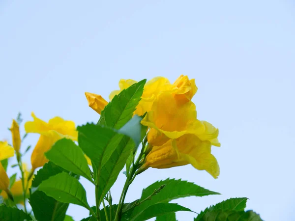 Tecoma Stans drzewo w ogrodzie, kwiaty z żółtego Trumpetbush na b — Zdjęcie stockowe
