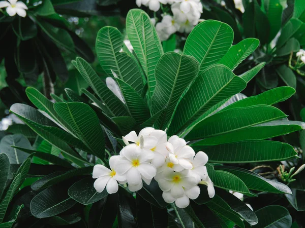 Top vy över vackra färgglada Plumeria blommor (Frangipani, pl — Stockfoto