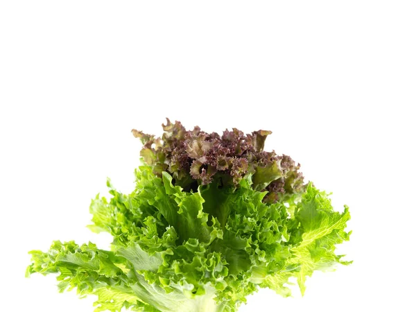 Salad leaf. Lettuce isolated on white background, Fresh and gree — Stock Photo, Image