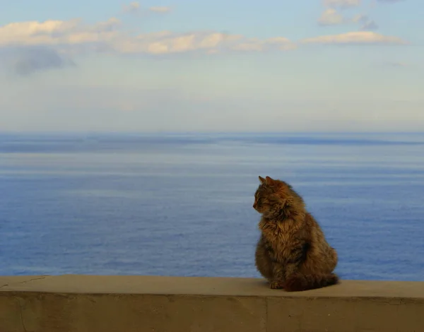 Katze Strand Auf Der Krim — Stockfoto