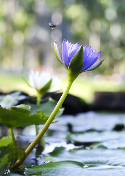 庭に咲く睡蓮 — ストック写真