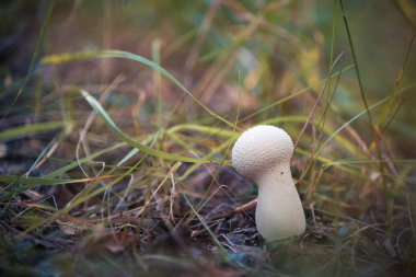 yağmur ormanlarında bir mantar 