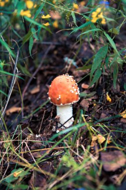 yağmur ormanlarında bir mantar agaric 