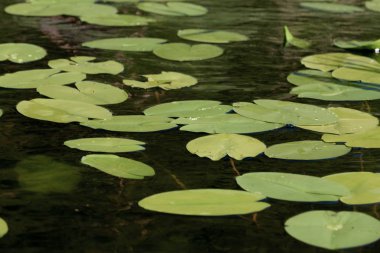 Rusya'da Nilüfer Çiçekli Göl Yüzeyi