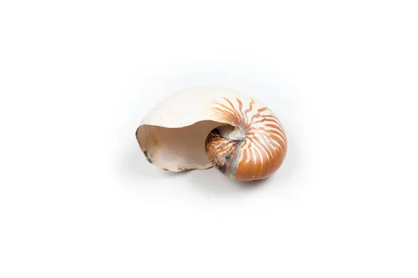 A concha de nautilus isolada sobre fundo branco — Fotografia de Stock