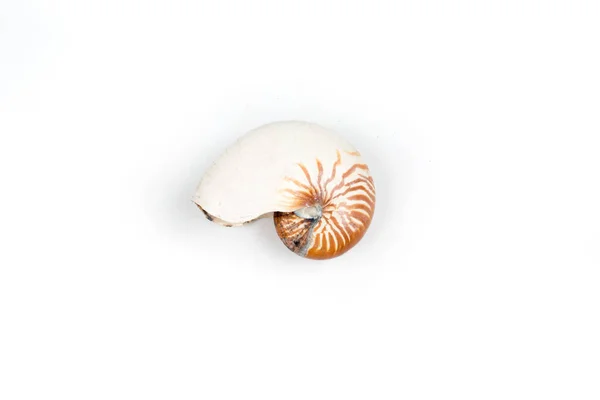 在白色背景上隔离的鹦鹉螺壳 — 图库照片