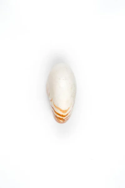 De clamshell geïsoleerd op witte achtergrond — Stockfoto