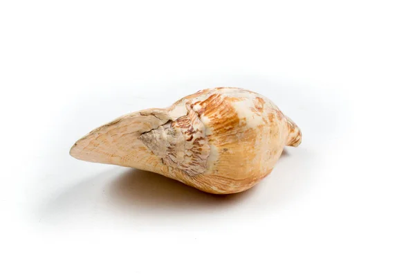A concha isolada no fundo branco — Fotografia de Stock