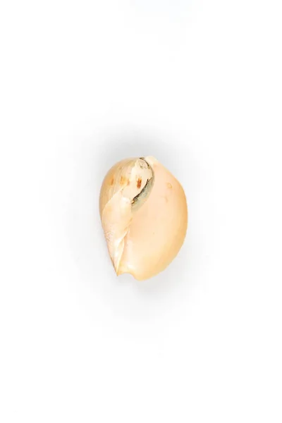 A concha isolada no fundo branco — Fotografia de Stock