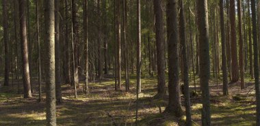 Yaz yoğun büyülü ormanda gizemli bir şekilde