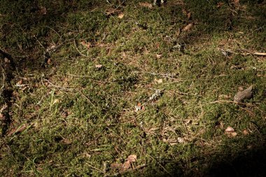 doğal ormanda iğneler ile yosun 