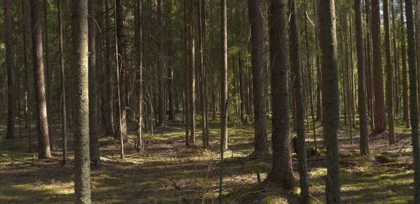 Yaz yoğun büyülü ormanda gizemli bir şekilde