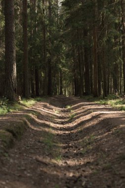Yaz yoğun büyülü ormanda gizemli bir şekilde