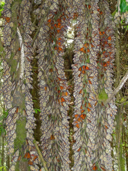 Monarch Butterflies Tree Branches Monarch Butterfly Biosfera Reserve Michoacan México — Foto de Stock