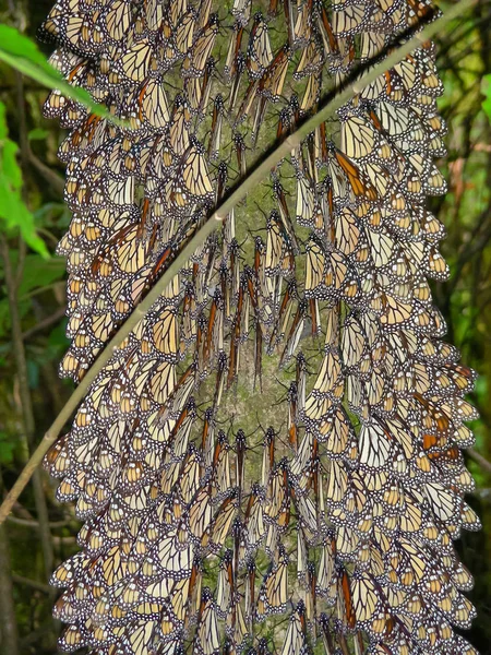 Monarch Butterflies Trädgrenar Monarch Butterfly Biosphere Reserve Michoacan Mexiko — Stockfoto