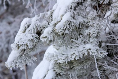 kar ve don ile kaplı dondurulmuş çam ağacı dalları
