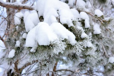 donmuş çam ağacı dal kar ve don ile kaplı