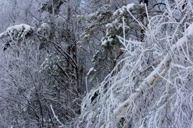 kar ve don ile kaplı dondurulmuş ağaç dalları