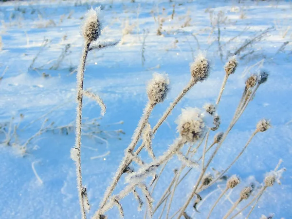 冰冻的野花覆盖着霜冻 — 图库照片