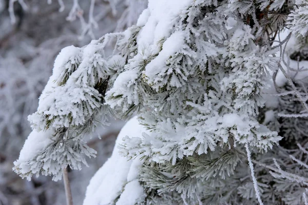 kar ve don ile kaplı dondurulmuş çam ağacı dalları