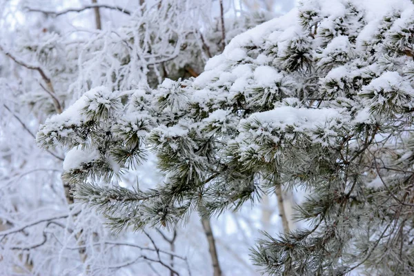 kar ve don ile kaplı dondurulmuş çam ağacı dalları