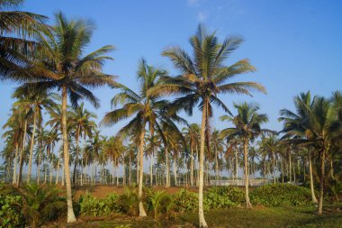 Açık mavi gökyüzü arka planında Hindistan cevizi palmiyelerinin güzel manzarası