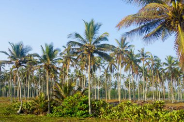 Açık mavi gökyüzü arka planında Hindistan cevizi palmiyelerinin güzel manzarası