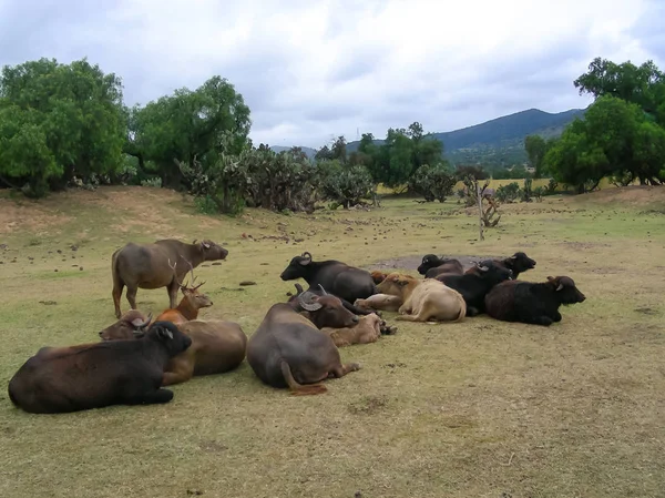 Herd Bulls Africam Safari — Stock Photo, Image