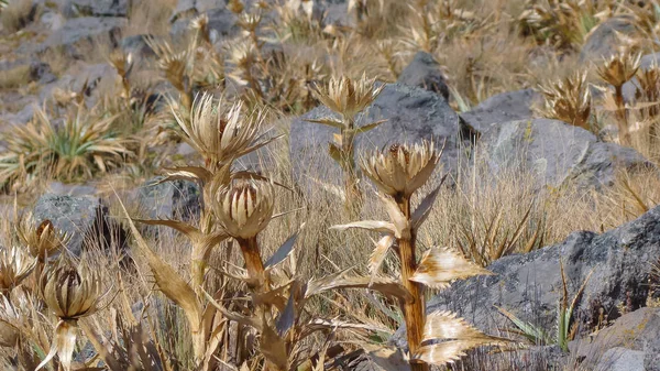 Eryngium Proteiflorum Rosnące Zboczu Nevado Toluca Kłujący Roślina Zbliżenie — Zdjęcie stockowe