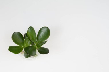 beyaz arkaplan görünümünde bir kap olmadan sulu crassula
