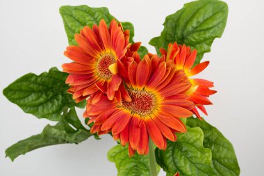 Beyaz arkaplan manzaralı turuncu gerbera çiçekleri