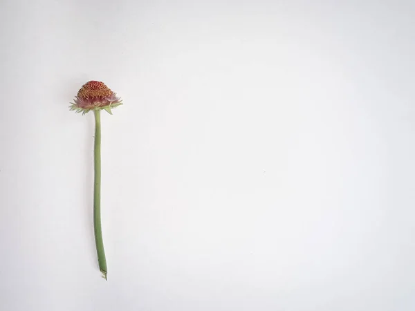 a faded gerbera flower with a stem without petals on a white background the top view is isolated