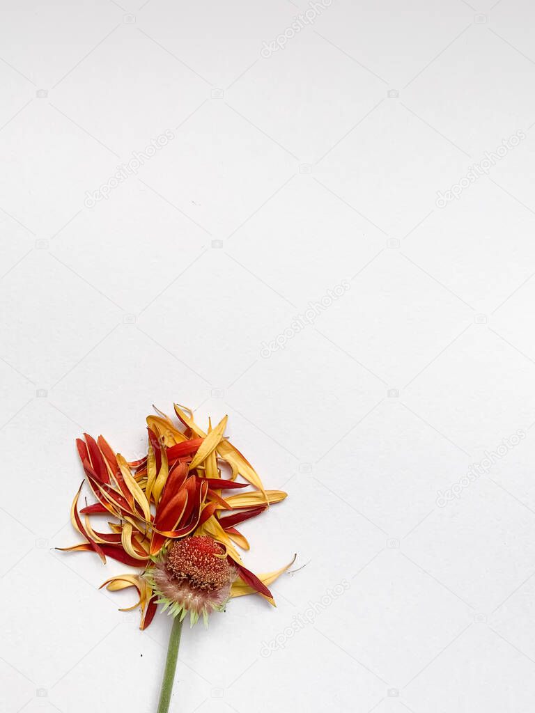 wilted petals of a flower on a white background top view isolated