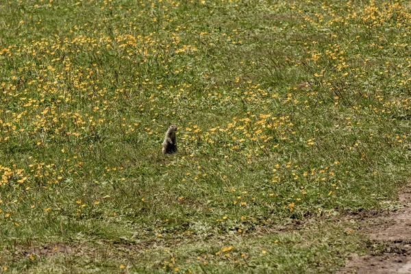 Gopher Assis Dans Herbe Été Animaux Dans Nature Sauvage — Photo