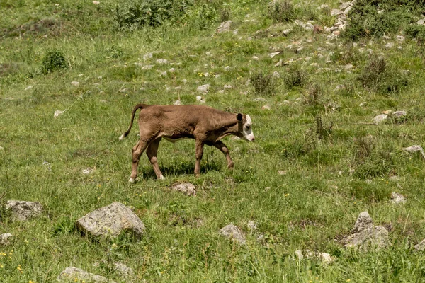 Dağın yamacında küçük bir buzağı otluyor. Yeşil çimen ve taşlardan oluşan arka planda genç bir inek.