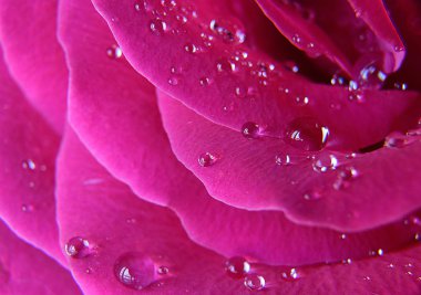 gül yaprakları üzerinde damla