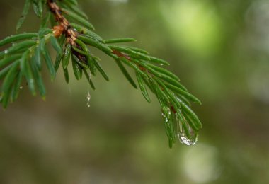  ladin dalı üzerinde yağmur damlaları