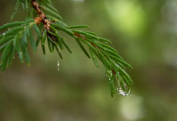 Gotas Lluvia Rama Abeto —  Fotos de Stock