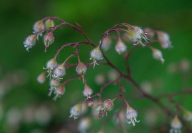 bir yaz gününde beyaz çiçek