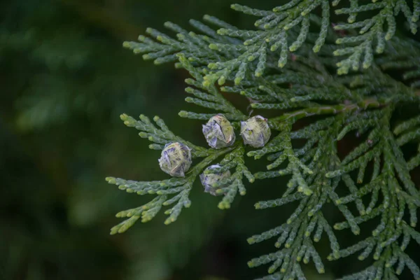 Cônes Sur Branche Genévrier — Photo