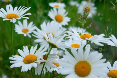 bir sümer gününde papatyalar alanı